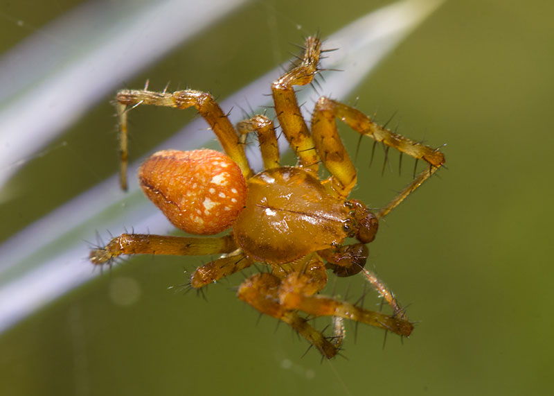Araneus alsine, maschio - Campo Felice (AQ)